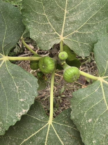 common fig