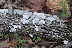 Fungi