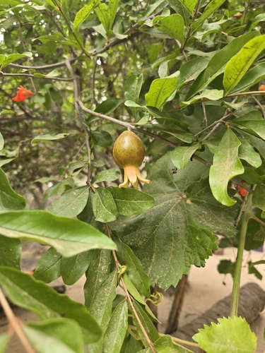 pomegranate