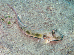 Frogface Goby photo 2