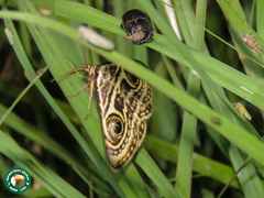 Calliodes appollina