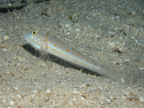 Maiden goby (Valenciennea puellaris) — Gobiidae — 4