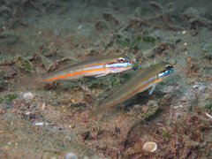 Mud Goby photo 2