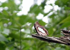 Polyura bharata