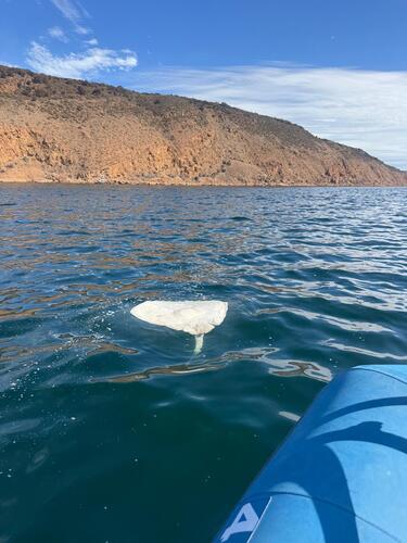 Short-tail Stingray, Dashwood Bay, Australia, photo 8 of 10