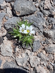 Linanthus demissus