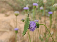 Atractomorpha lata