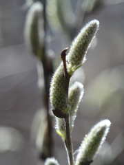 Salix