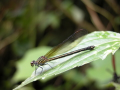 Euphaea ochracea