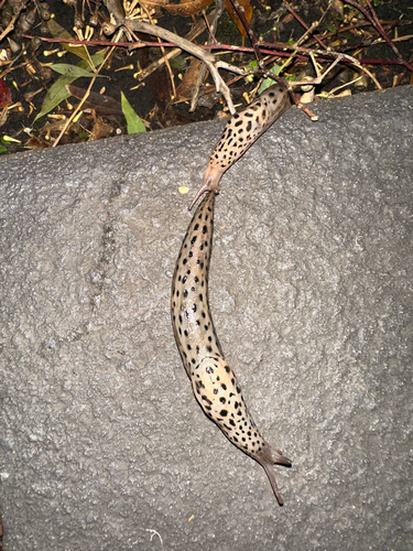 Limax maximus