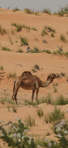 Dromedary Camel