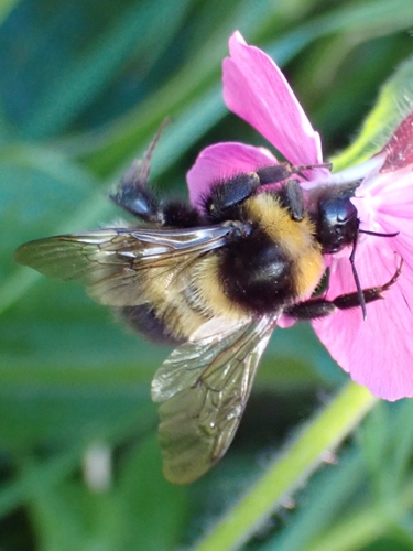 Foto von Gartenhummel