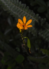 Epidendrum fulgens