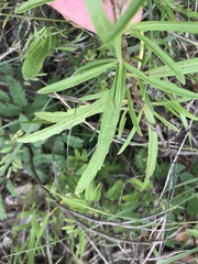 Oenothera berlandieri pinifolia