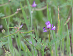 Astragalus leptocarpus