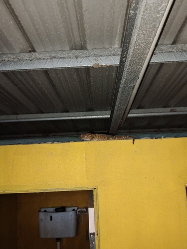 Tokay Gecko