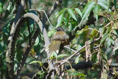 Pipilo maculatus macronyx