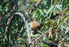 Pipilo maculatus macronyx