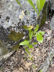 Sideroxylon lycioides