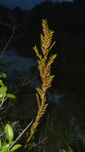 Vriesea friburgensis