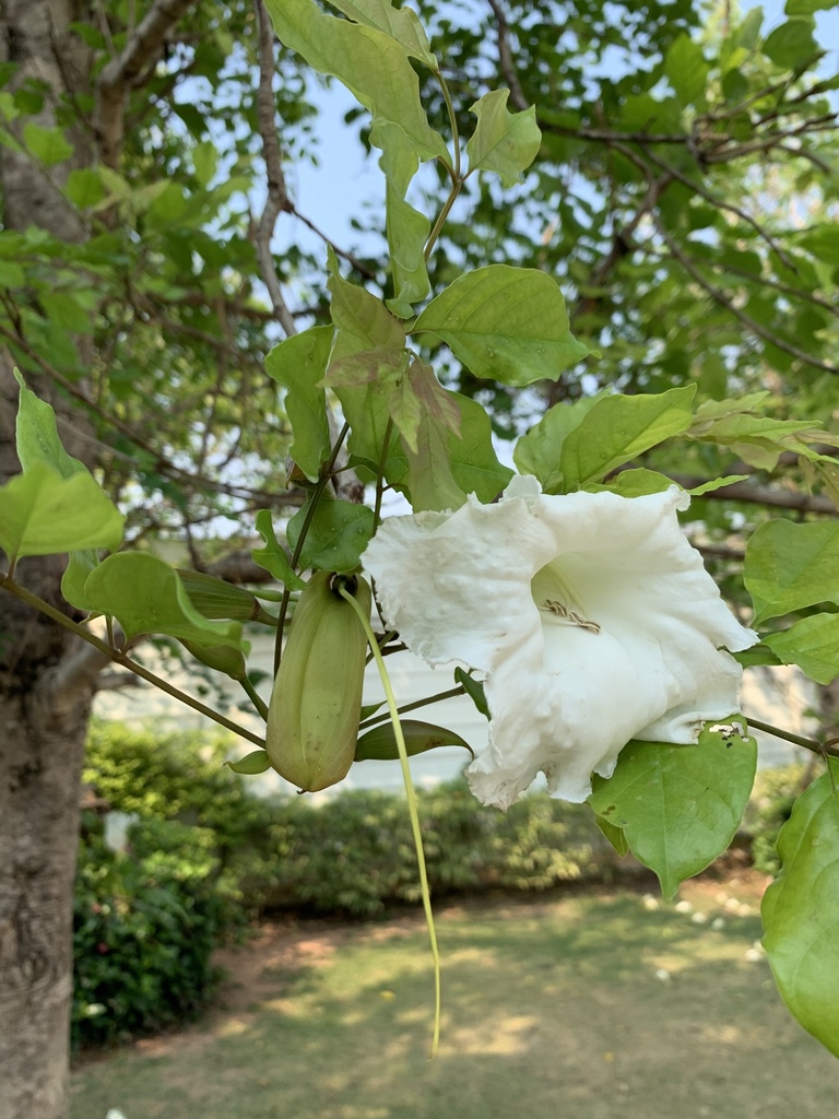 Trumpet Tree