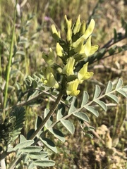 Astragalus lentiginosus nigricalycis