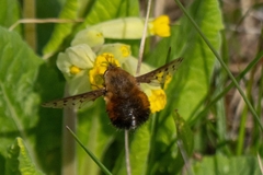 Dotted Bee Fly