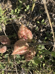 Astragalus lentiginosus nigricalycis