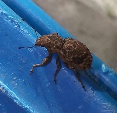 Pantomorus postfasciatus