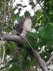 Accipiter cooperii