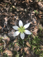 Zephyranthes atamasco