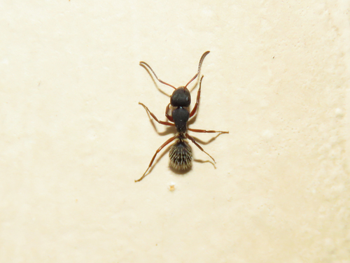 Camponotus erinaceusCamponotus erinaceus