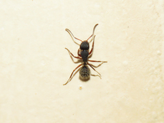 Camponotus erinaceus
