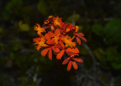 Epidendrum fulgens