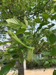 Dolichandrone serrulata