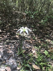 Zephyranthes atamasco