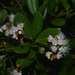 Myrcia palustris - Photo (c) Liu Idárraga Orozco, μερικά δικαιώματα διατηρούνται (CC BY-NC), uploaded by Liu Idárraga Orozco