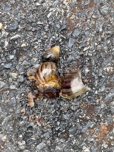 Lissachatina fulica