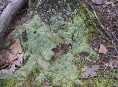 Fungi