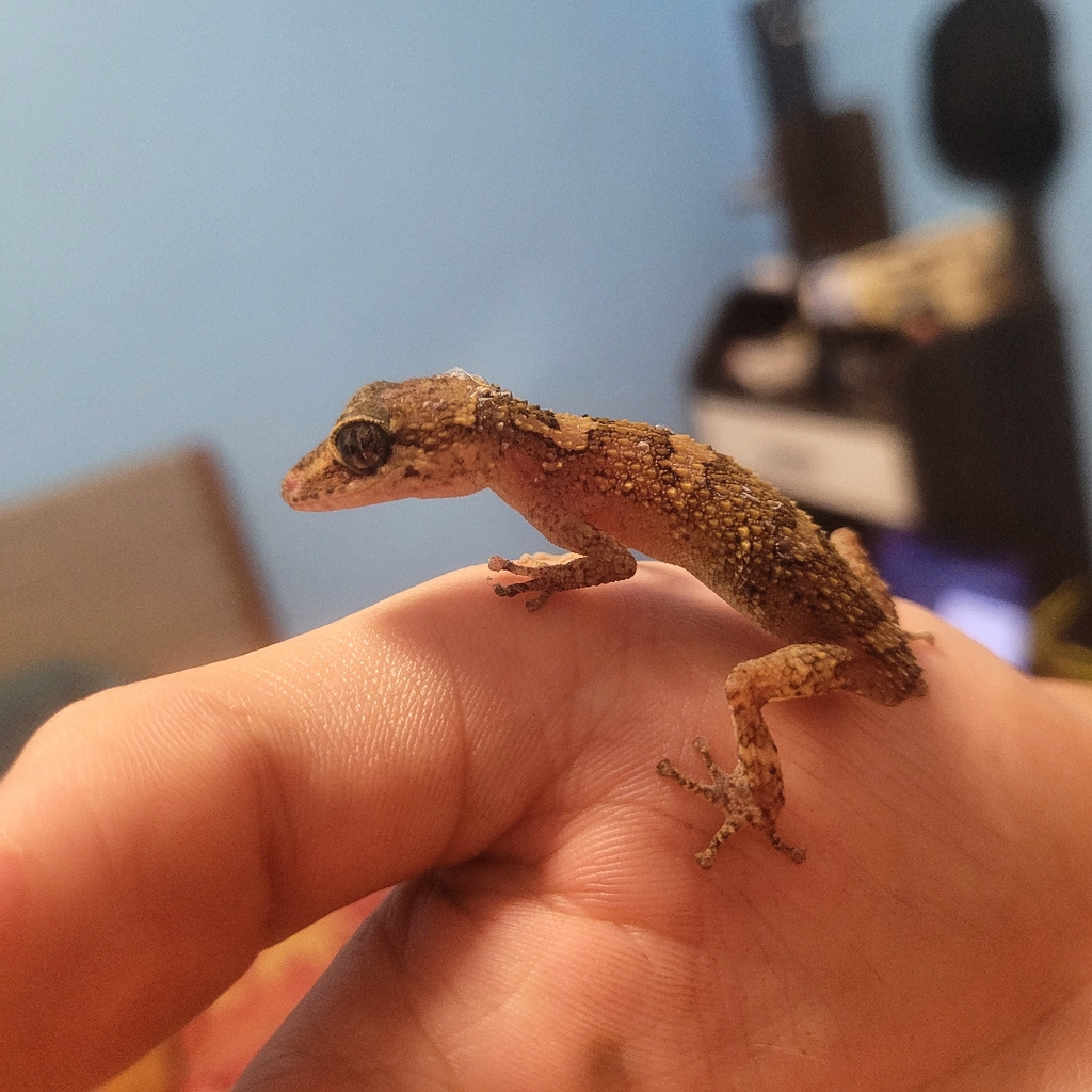 Starry Leaf-toed Gecko from Chemin Bakamana Mtsahara 1, Mtsamboro 97630 ...