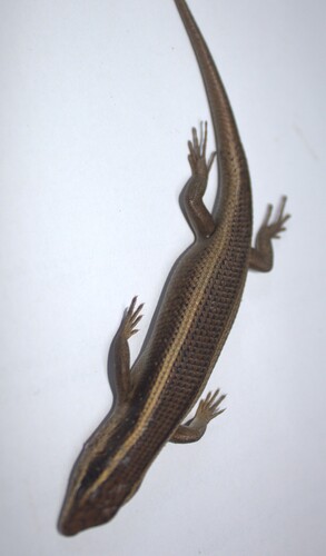 African Striped Skink