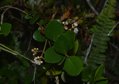 Myrcia palustris
