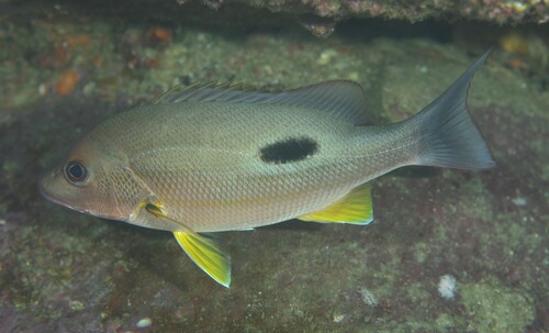 Lutjanus russellii