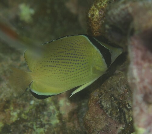 Chaetodon citrinellus