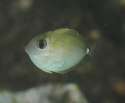 Naso annulatus