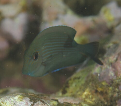 Ctenochaetus binotatus