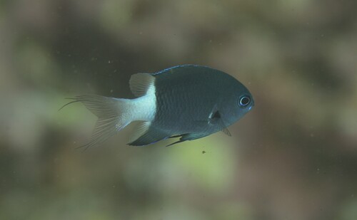 Pycnochromis margaritifer