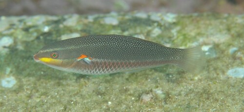 Stethojulis bandanensis