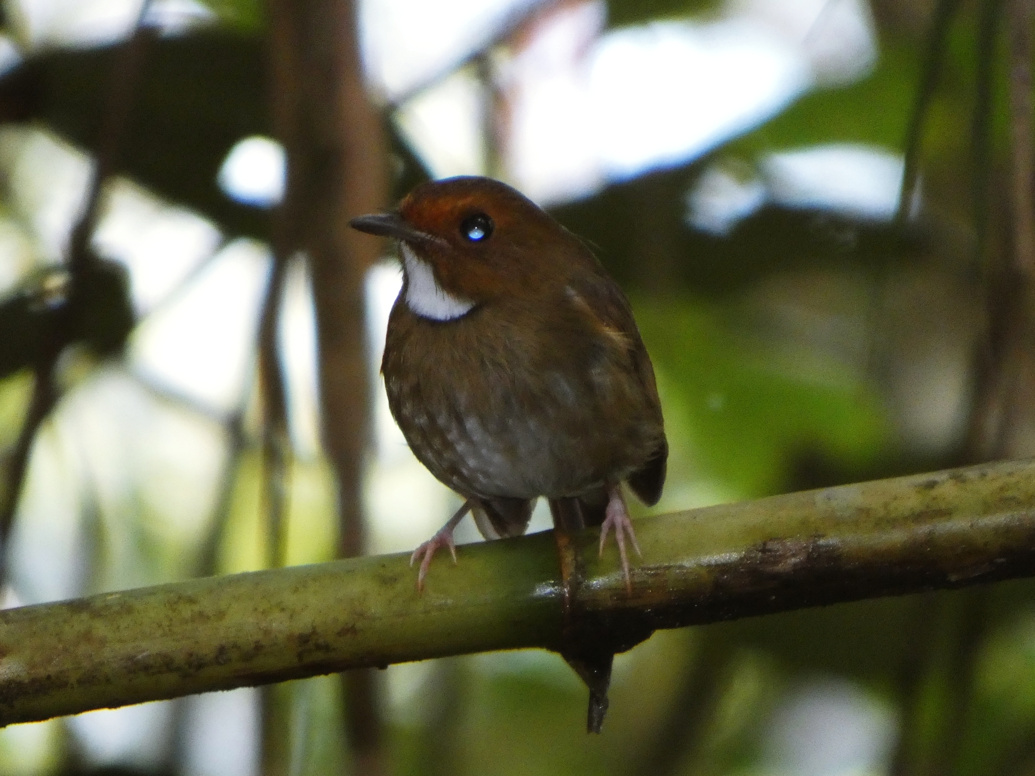 Rufous-browed Flycatcher (Anthipes solitaris), photo 3