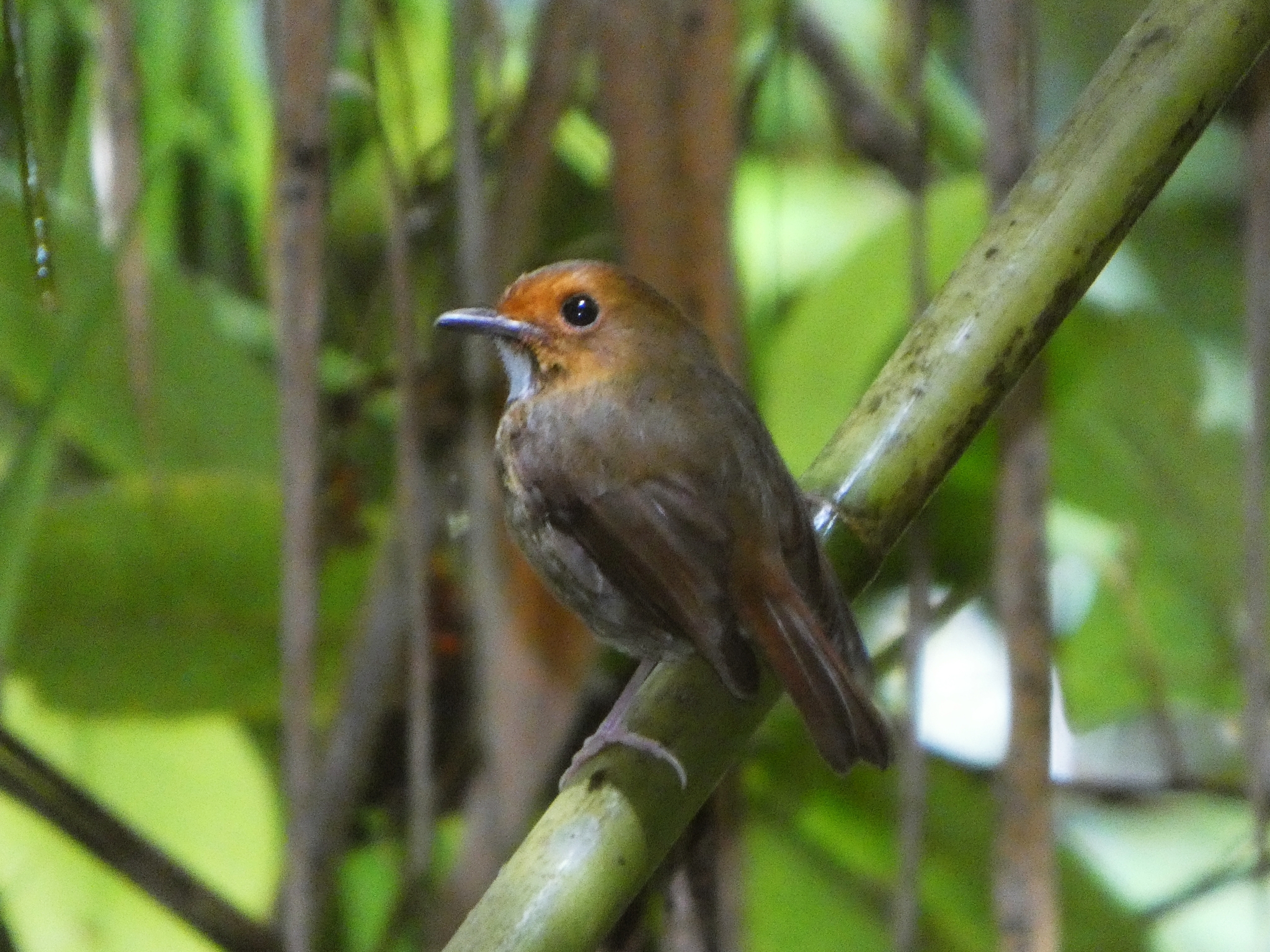 Rufous-browed Flycatcher (Anthipes solitaris), photo 4